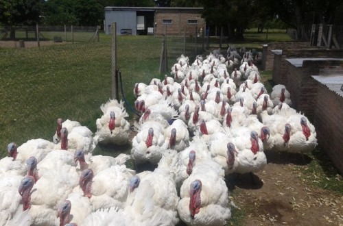 Los focos de “gripe aviar”  de alta patogenicidad en aves de corral suman ya 25 en España