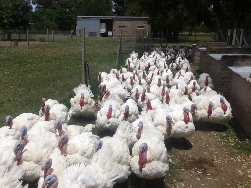 Los focos de “gripe aviar”  de alta patogenicidad en aves de corral suman ya 25 en España