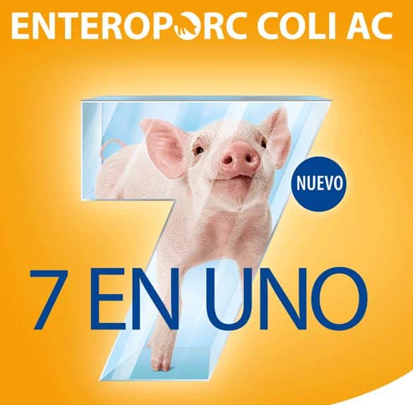 Ceva presenta Enteroporc Coli AC, la vacuna frente a la diarrea porcina neonatal