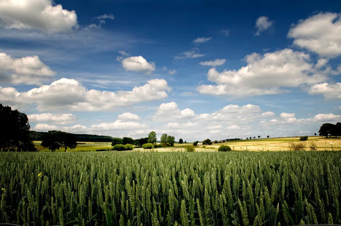 Un futuro incierto para el sector agroalimentario español: cuando tres meses son largo plazo