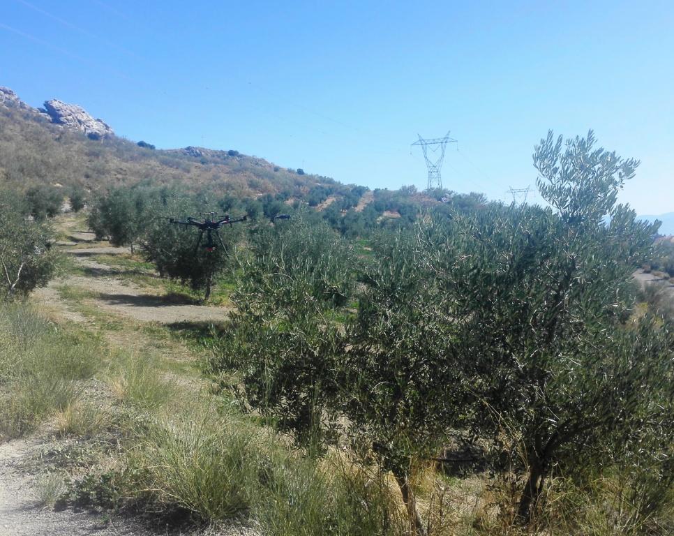 El MAPA ultima la normativa que regulará la intervención sectorial del olivar tradicional