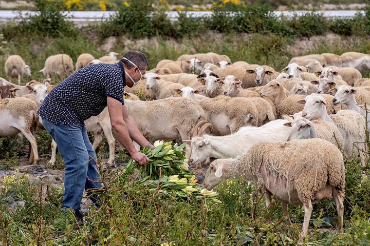 Reparto provisional de 169 M€ de ayudas directas para 20.081 ganaderos de leche de vaca, oveja y cabra