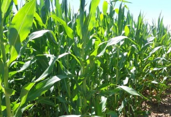 Evaluación de nuevas variedades de maíz para grano de los ciclos 400 y 500