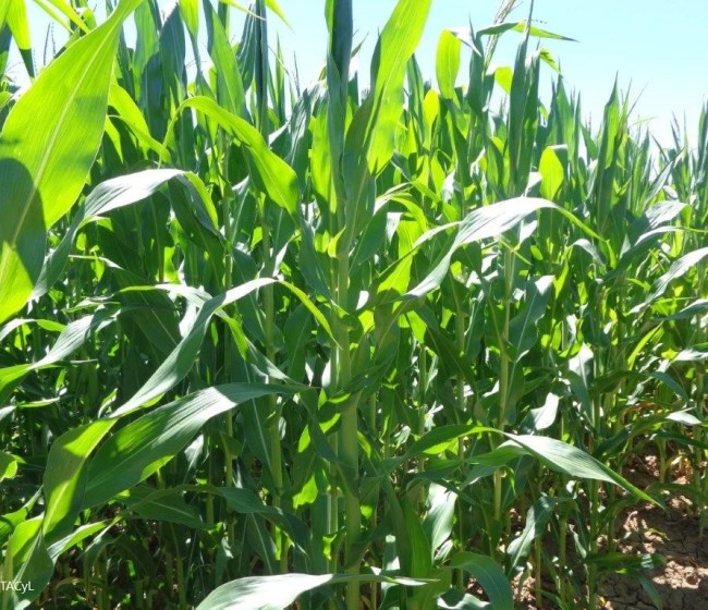 Evaluación de nuevas variedades de maíz para grano de los ciclos 400 y 500