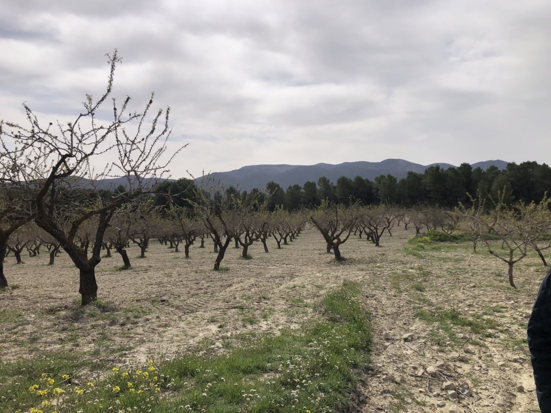 Doscientas mil hectáreas de cultivos en Murcia, afectadas por las intensas lluvias según COAG-IR