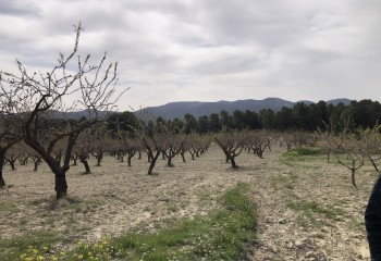 Doscientas mil hectáreas de cultivos en Murcia, afectadas por las intensas lluvias según COAG-IR