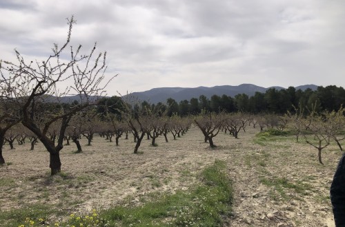 Doscientas mil hectáreas de cultivos en Murcia, afectadas por las intensas lluvias según COAG-IR