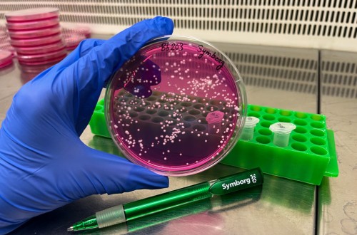 Europa aprueba el hongo de Symborg Beauveria bassiana 203 para uso bioinsecticida