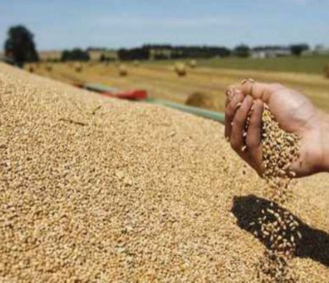 Rusia cosecha 130 millones de toneladas de grano y mantiene su pronóstico de 135 millones