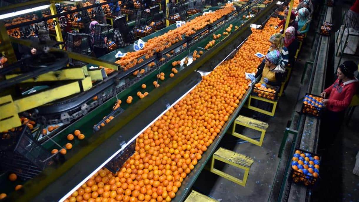 Turquía sigue acaparando con el 60% los rechazos en frutas y hortalizas por contener materias activas no autorizadas o por superar los LMR