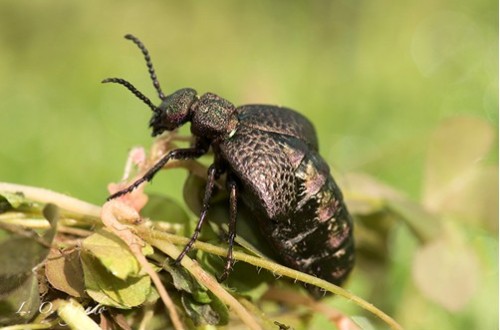 Abierto el plazo para participar en el concurso fotográfico Desafío Biodiversidad Agrícola de Syngenta