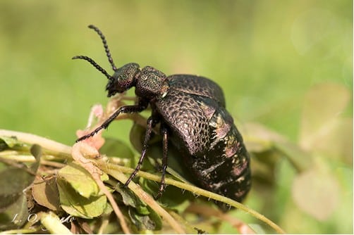 Abierto el plazo para participar en el concurso fotográfico Desafío Biodiversidad Agrícola de Syngenta