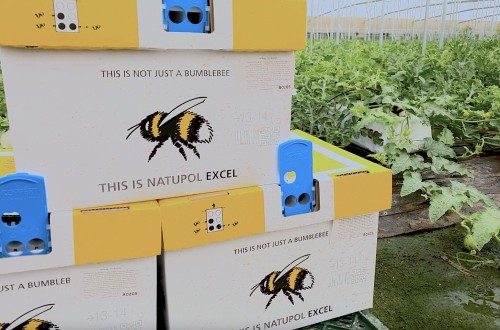 Natupol Excel obtiene mejor cuaje en melón y sandía en condiciones climáticas adversas