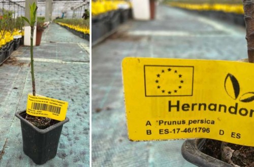 Conoce el sello de Fiabilidad Varietal de Viveros Hernandorena