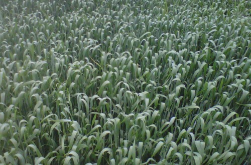 ANOVE presentará en Toledo un estudio sobre mejora vegetal en trigo
