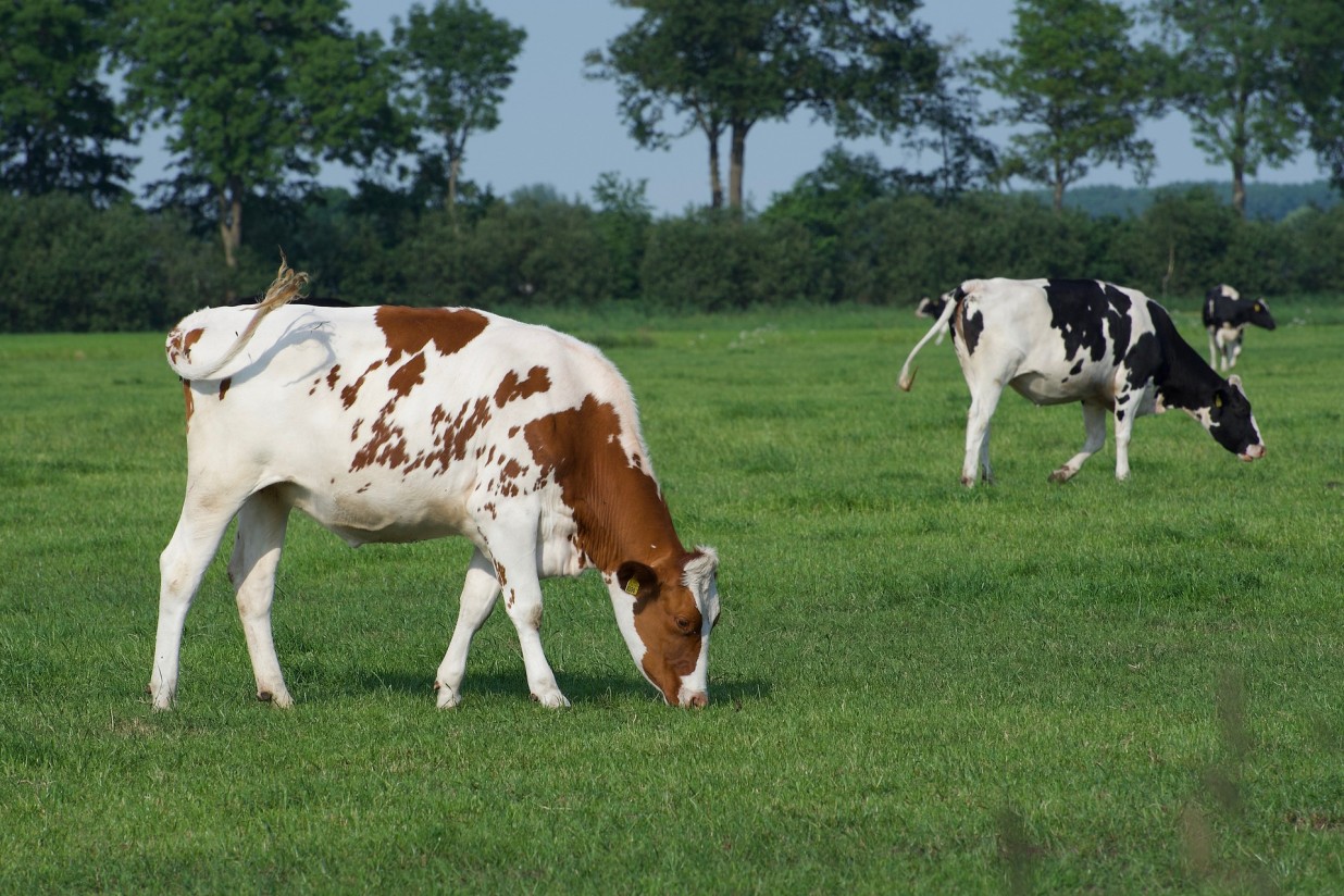 Las entregas de leche de vaca en febrero subieron un 0,4% y el precio medio llegó a un máximo de 0,378 €/litro