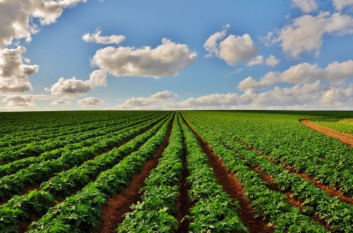 Sembradas 10.500 ha de patata temprana en Andalucía Occidental y Cartagena