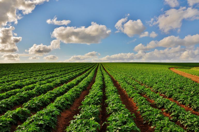 Sembradas 10.500 ha de patata temprana en Andalucía Occidental y Cartagena