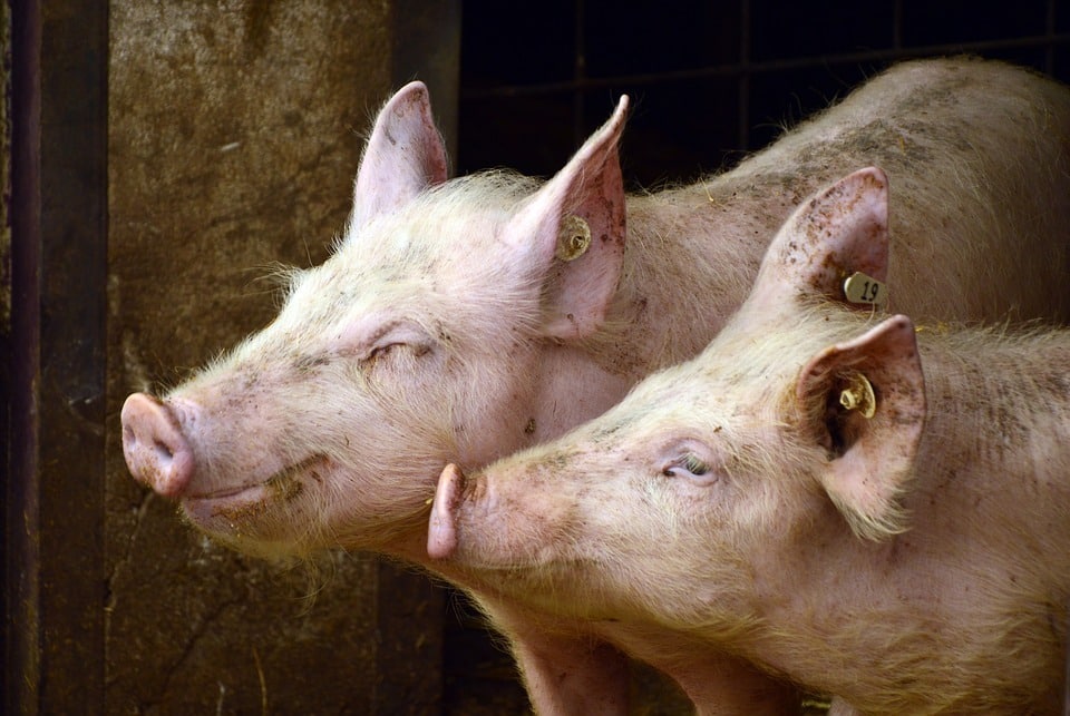 Los países UE han solicitado ya ayudas comunitarias para retirada temporal de casi 33.500 t de carne de porcino del mercado
