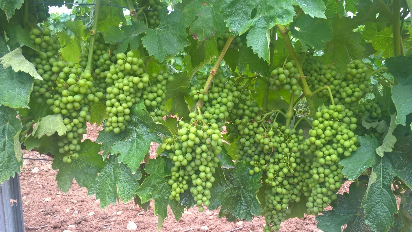 Karbicure, el nuevo fungicida de Certis para el cultivo del viñedo