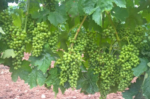 Karbicure, el nuevo fungicida de Certis para el cultivo del viñedo