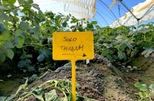 Control biológico de la viruela de la patata con el biofuncigida Trianum de Koppert