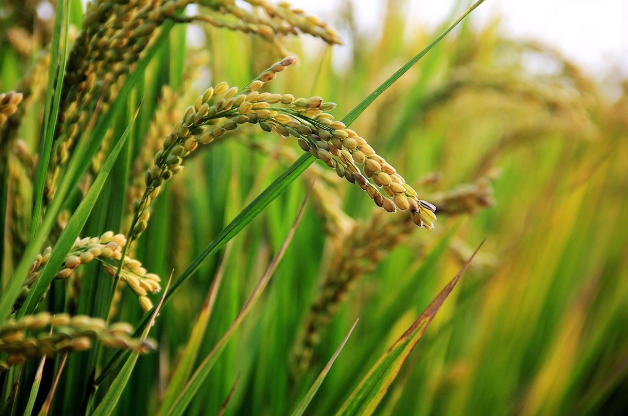 Unión de Uniones alerta sobre la crítica rentabilidad del cultivo del arroz