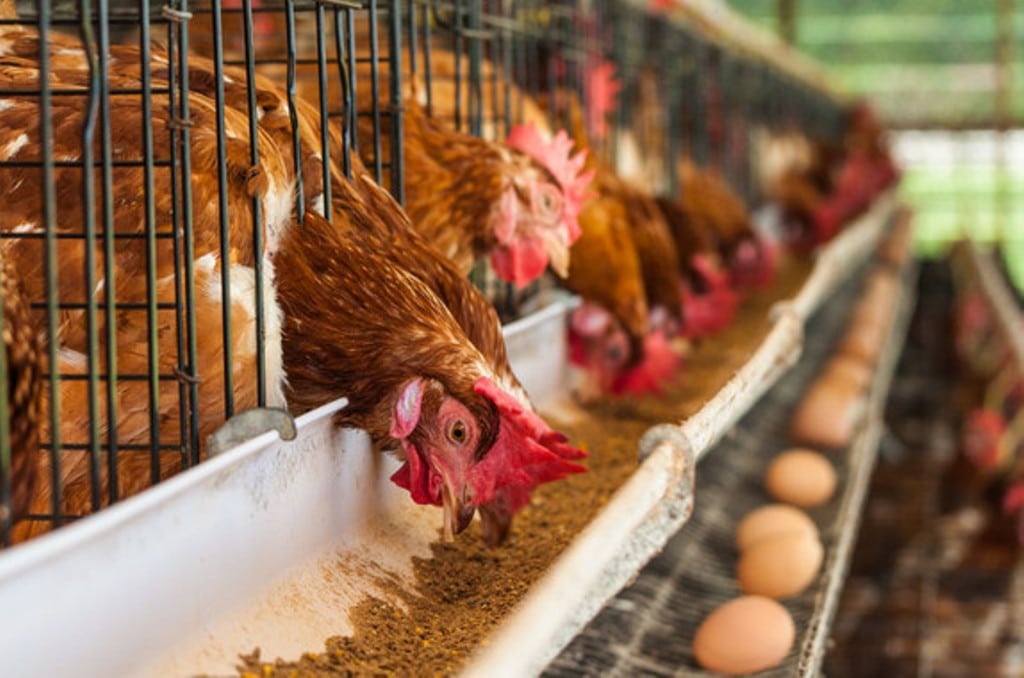 Márgenes muy ajustados en avicultura de puesta pese a la escalada de precios de los huevos