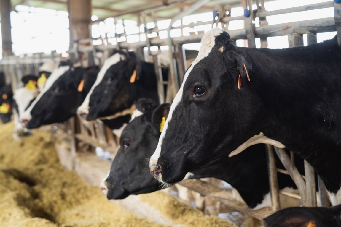 La producción de leche cruda de vaca se redujo un 1,6% en marzo por vez primera en un año