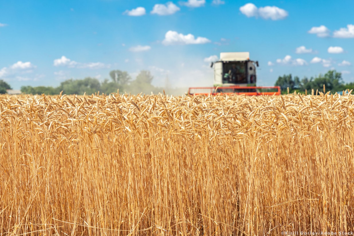 Planas prevé una buena cosecha nacional de cereales de entre 21 y 23 Mt en la campaña 2022/23