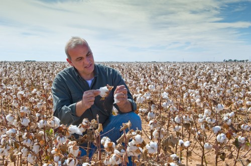 El FEGA fija el importe unitario definitivo del pago específico para 57.406 ha de algodón de la campaña PAC 2021