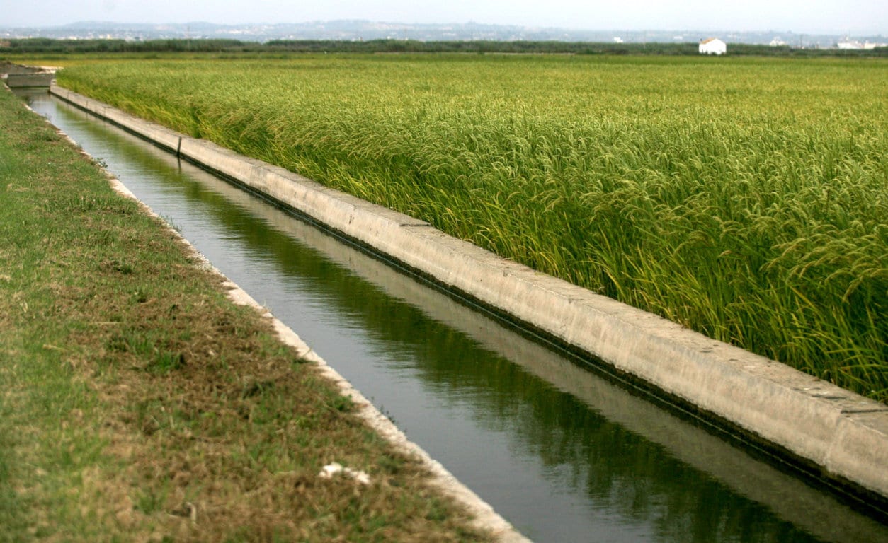 El PE aprueba incluir la cláusula de salvaguardia automática para proteger al arroz comunitario de las importaciones