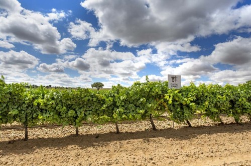 Bodega Cuatro Rayas acoge el preforo Internacional de Cooperativas Vitivinícolas