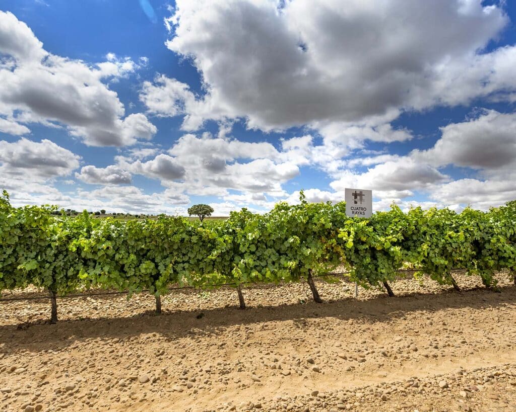 Bodega Cuatro Rayas acoge el preforo Internacional de Cooperativas Vitivinícolas