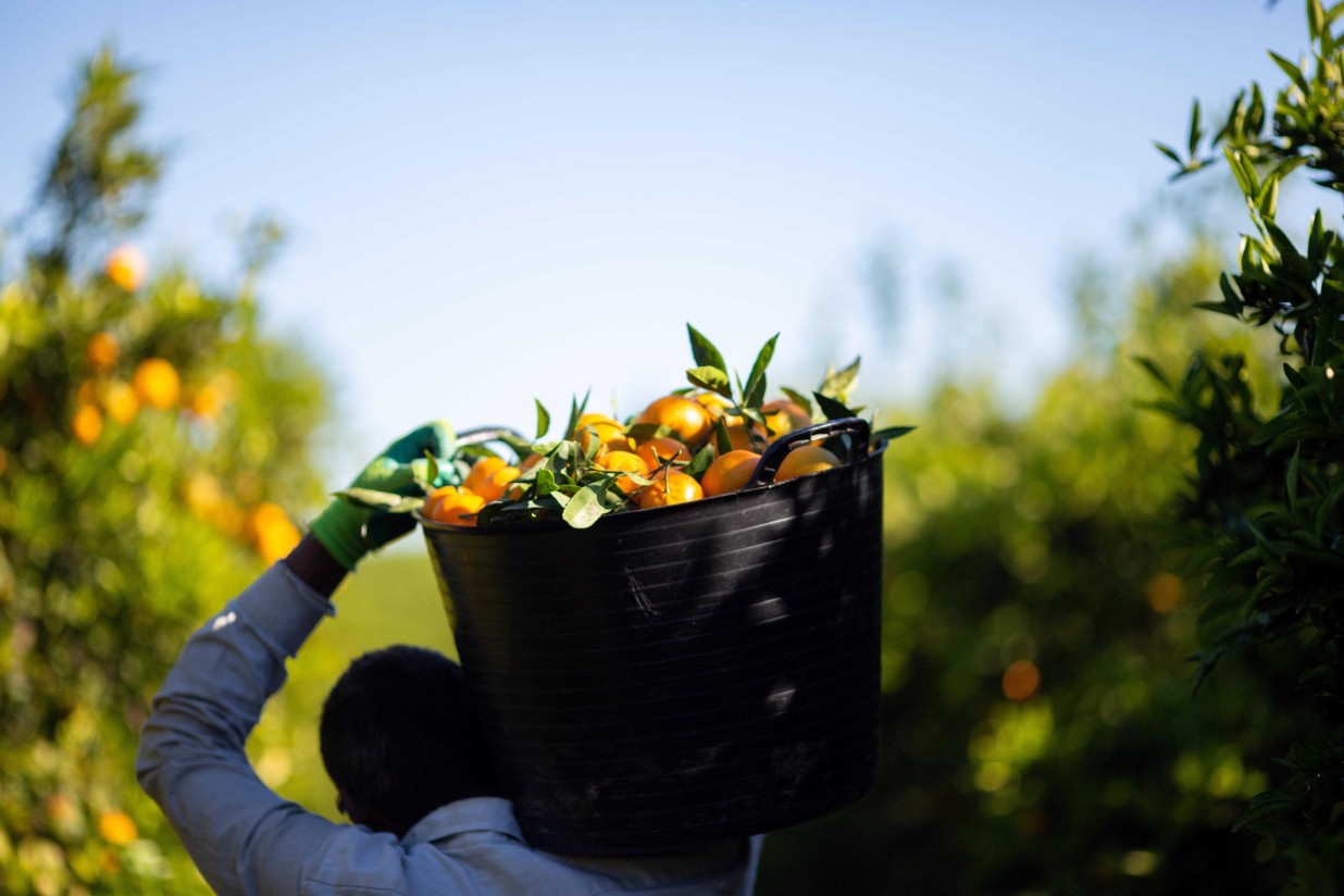 La ocupación en el sector agroalimentario se elevó a 1.334.600 personas en el primer trimestre de 2022