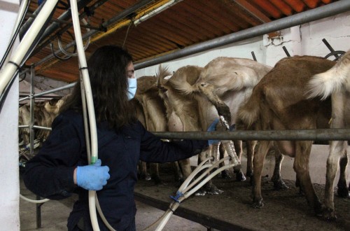 Ayudas: la Federación de Cooperativas andaluzas lamentan el ninguneo a la ganadería de leche