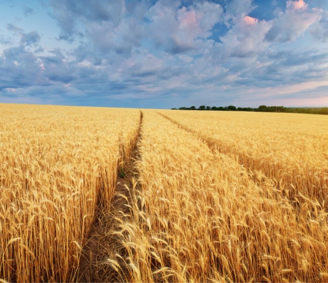 La UE establecerá corredores para ayudar a Ucrania a exportar sus productos agrarios