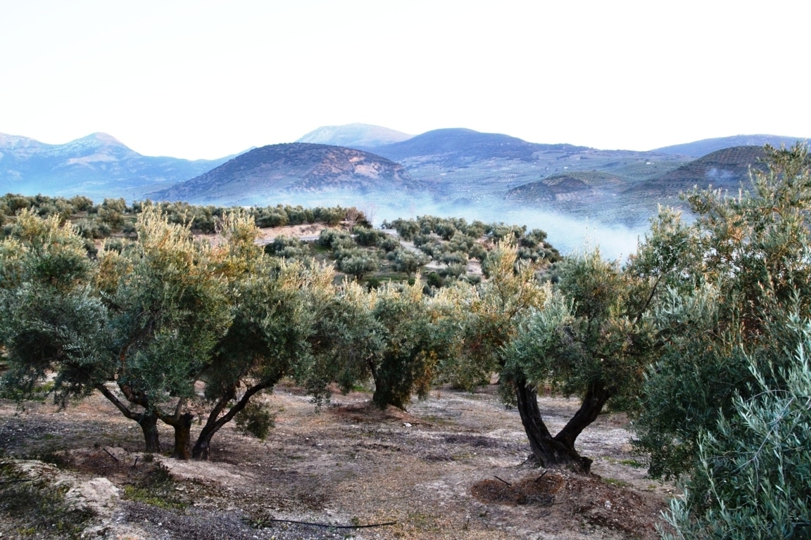 Planas se inclina finalmente por una ayuda asociada para el olivar tradicional en el PE-PAC