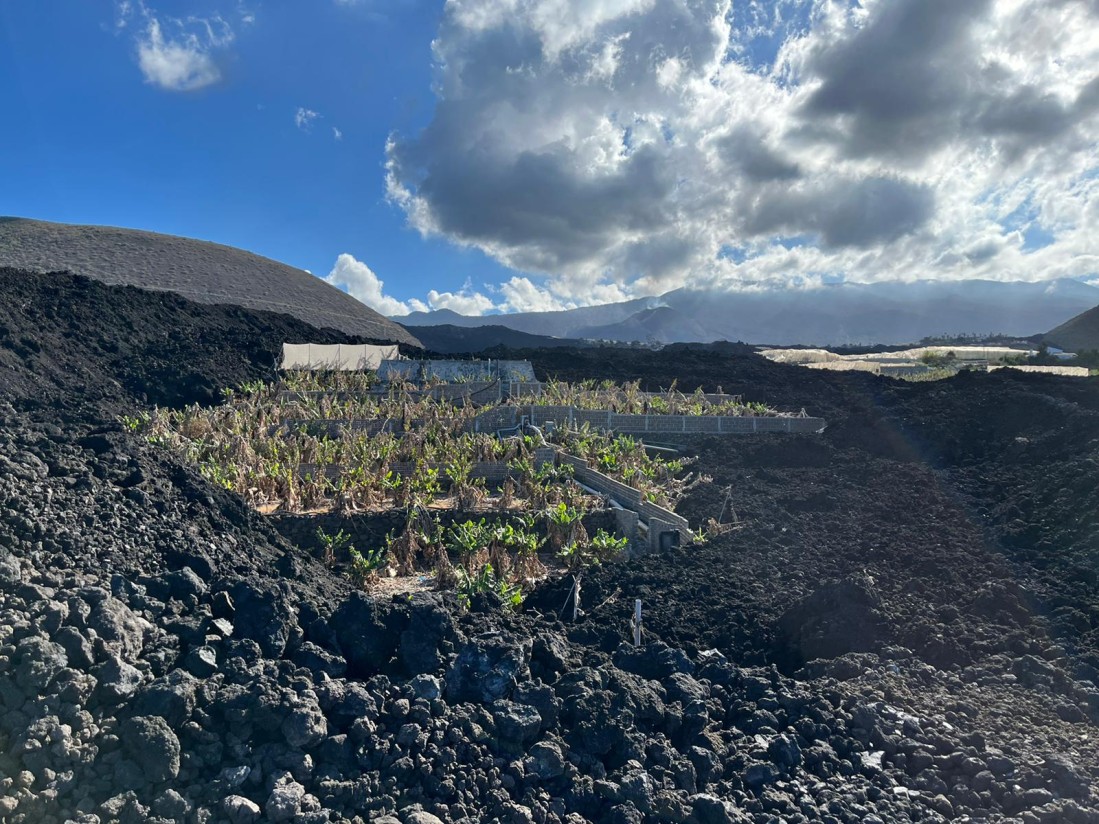 La Palma: ayudas para recuperar terrenos agrícolas sepultados por la lava