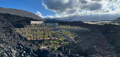 La Palma: ayudas para recuperar terrenos agrícolas sepultados por la lava