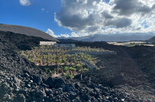 La Palma: ayudas para recuperar terrenos agrícolas sepultados por la lava