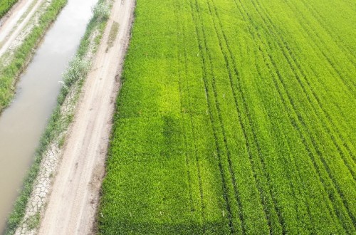Ensayos en arroz en el Delta del Ebro muestran la eficacia de Agromaster