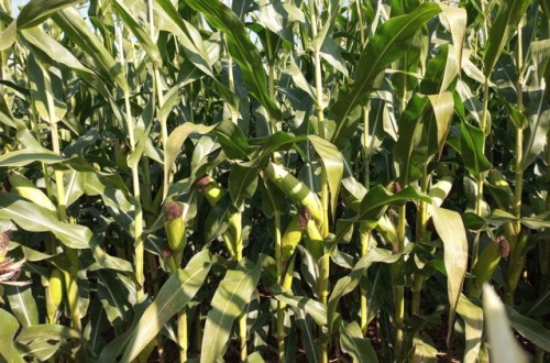 Los ensayos de ICL con Agromaster en maíz grano de ciclo corto muestran mayores producciones