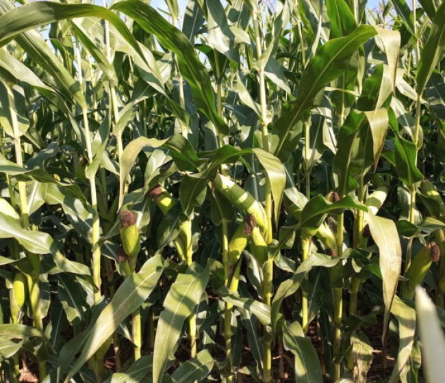 Los ensayos de ICL con Agromaster en maíz grano de ciclo corto muestran mayores producciones