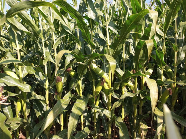 Los ensayos de ICL con Agromaster en maíz grano de ciclo corto muestran mayores producciones