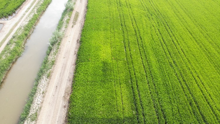 Ensayos en arroz en el Delta del Ebro muestran la eficacia de Agromaster