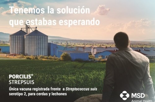 MSD Animal Health lanza la vacuna Porcilis Strepsuis