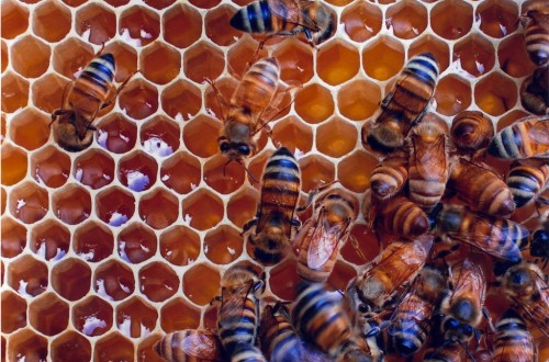FAO celebra hoy el Día Mundial de las Abejas, de cuya actividad depende el 84% de las especies vegetales