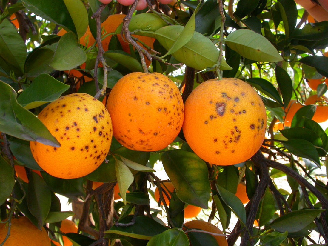 Aprobado el tratamiento en frío para naranjas importadas de terceros países con la plaga de la “falsa polilla”