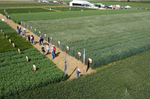 KWS Semillas Ibérica abre las puertas de su campo experimental en Simancas